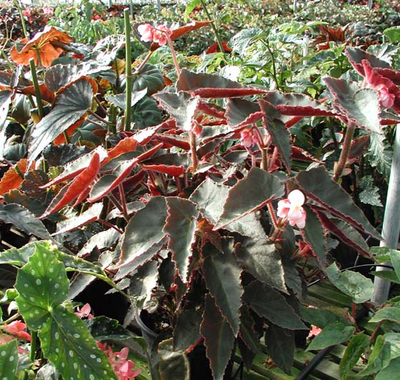 B. ‘Gary Hunt’